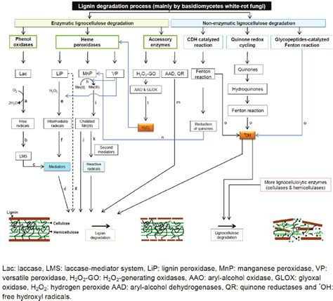 Schematic Diagram Of Lignin Degradation By Basidiomycetes White Rot