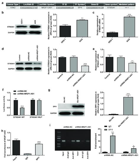 Nr F As Upregulates St Sia Expression By Recruiting Spi A Lncrna