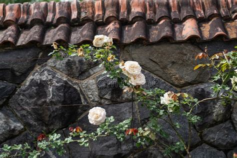 Biltmore Vanderbilt Estate Beautiful Roses Of The Garden Blooming