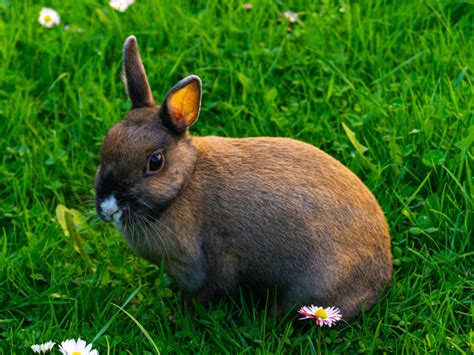 Are Bunnies Good Pets One Owner Perspective Experience