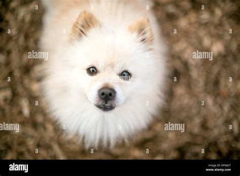 Un Perro Pomerania De Raza Pura Color Crema Fotograf A De Stock Alamy