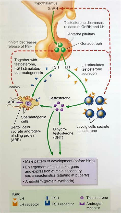 Spermatogenesis Hormones