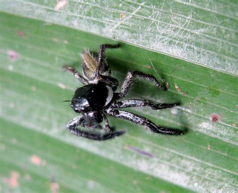 Big Jumping Spider A Large Jumping Spider Either From The Flickr