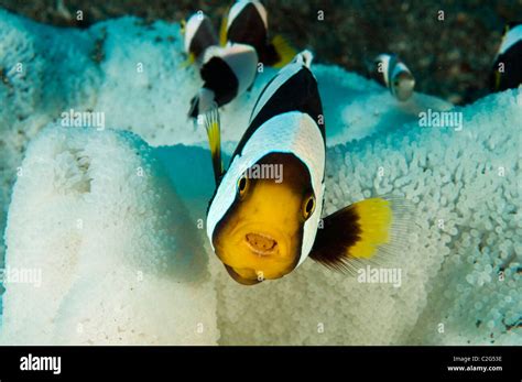 Saddleback Anemonefish Amphiprion Polymnus In A Bleached Anemone