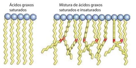 Ácidos graxos O que são características funções estrutura saturação