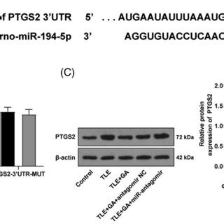 Mir P Targeted Ptgs A The Potential Binding Site Of Mir P