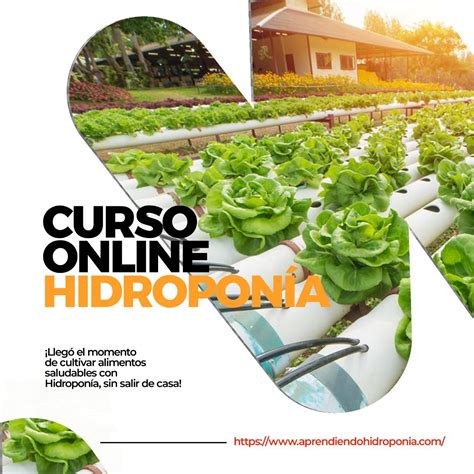 Curso Completo De Hidroponia Todo Lo Que Debes Saber Para Iniciarte U