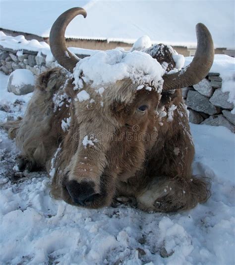 Yak In Himalaja Bergen Everest Region Nepal Stockfoto Bild Von