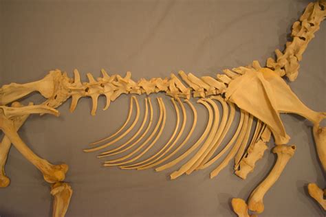 Deer Skeleton Ingridscienceca