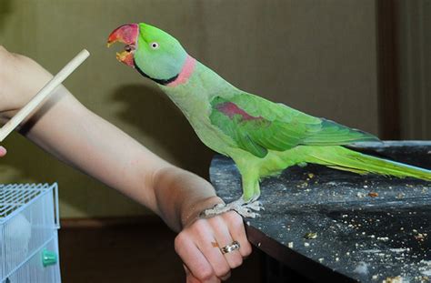 Weed Drugs Smoking Parrot Funny Pictures And Best Jokes Comics Images Video Humor