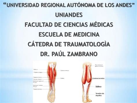 Anatomia De La Pierna YUDOC ORG UDocz