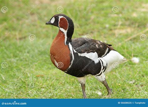 Red breasted goose stock image. Image of meadow, habitat - 56608635