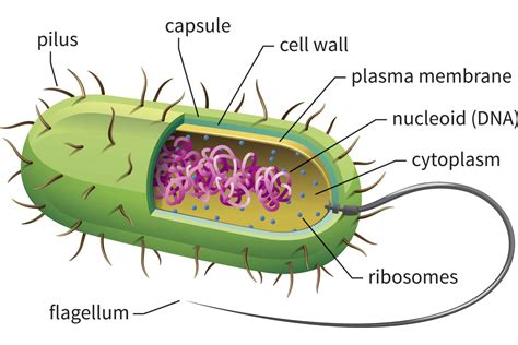 Prokaryotic Cells Definition Structure Characteristics Examples