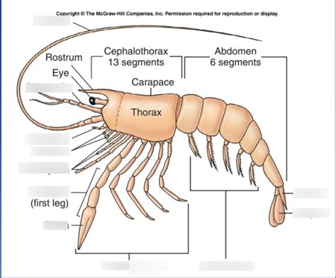 Crayfish External Anatomy Diagram Quizlet