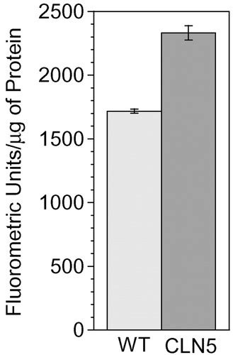 Neuronal Ceroid Lipofuscinoses Are Connected At Molecular Level