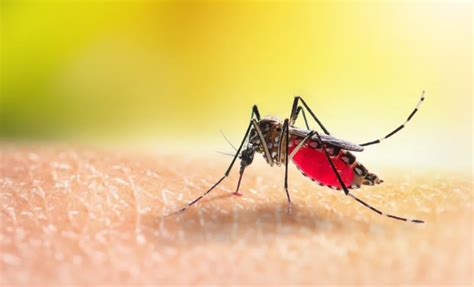 Dengue ¿por Qué Argentina Atraviesa Un Brote Histórico