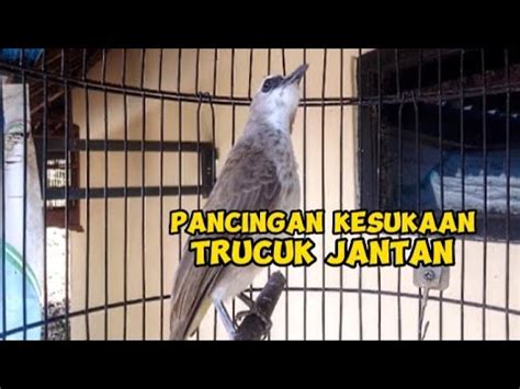 Trucuk Betina Memanggil Jantan Buat Pancingan TRUCUKAN Agar Bunyi