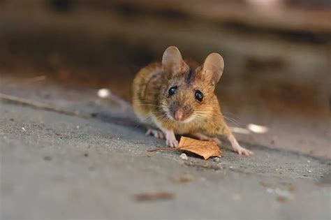 30 Commonly Asked Questions and Facts About House Mice - Wildlife Informer