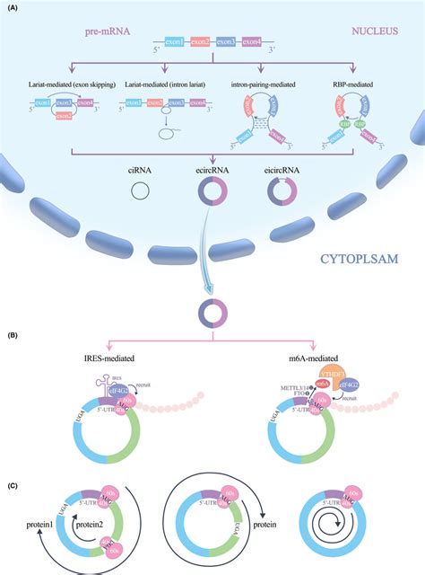 A Biogenesis Of Circrnas B Iresmires Driven Translation C Download Scientific Diagram