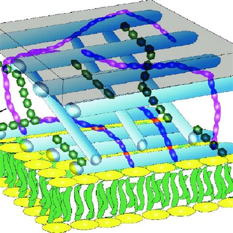 The Illustration Depicts The Cell Walls Of Plant Cell The Plant Cell