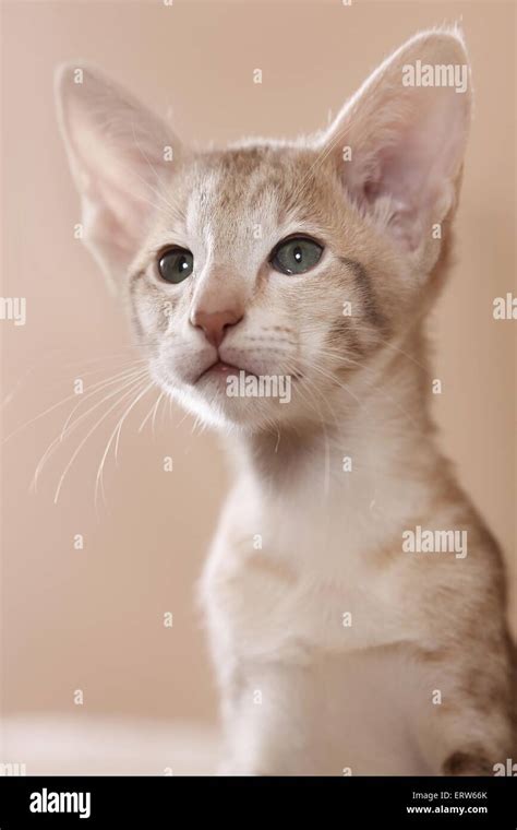 Oriental Shorthair Kitten Stock Photo Alamy