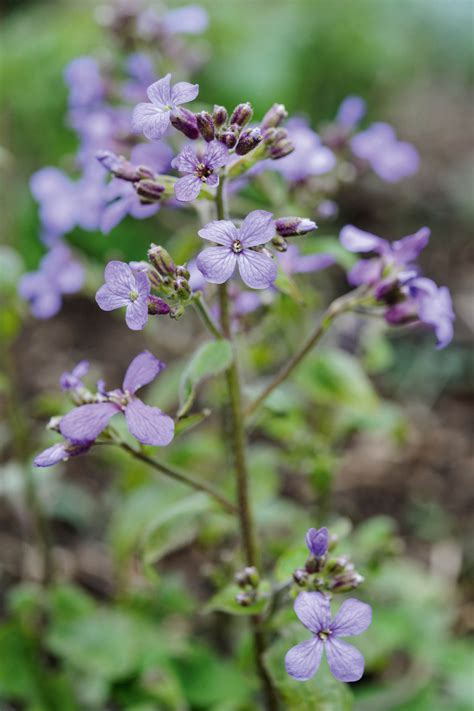 Small 4 Petal Purple Flower Best Flower Site