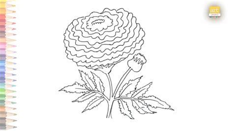 Marigold Flower Drawing Images | Best Flower Site