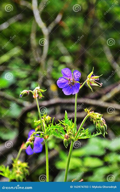 Wood Cranesbill Woodland Geranium Geranium Sylvaticum Forest