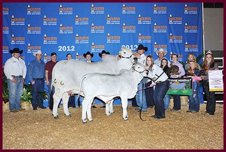 Brahman Champions - Heritage Cattle Company - Brahman Cattle - Texas