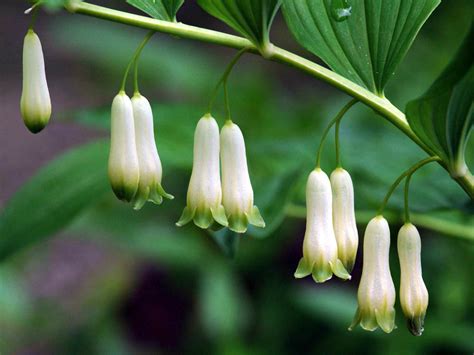 Polygonatum odoratum - Angular Solomon's Seal | World of Flowering Plants