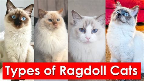 Types Of Ragdoll Cats Coat Patterns You Ll Love Ragdoll Cat Cats