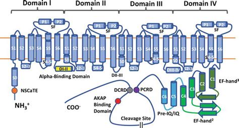 L Type Calcium Channels Structure And Functions IntechOpen