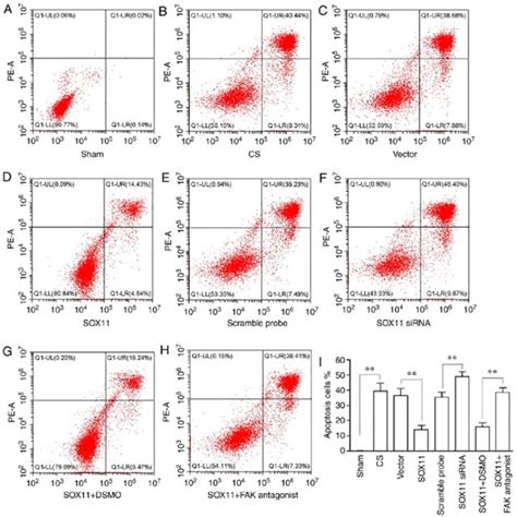 Apoptosis Of At2 Cells In Each Group A H Flow Cytometric Analysis Of Download Scientific