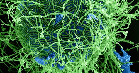 Remit, programmes and priorities – MRC – UKRI