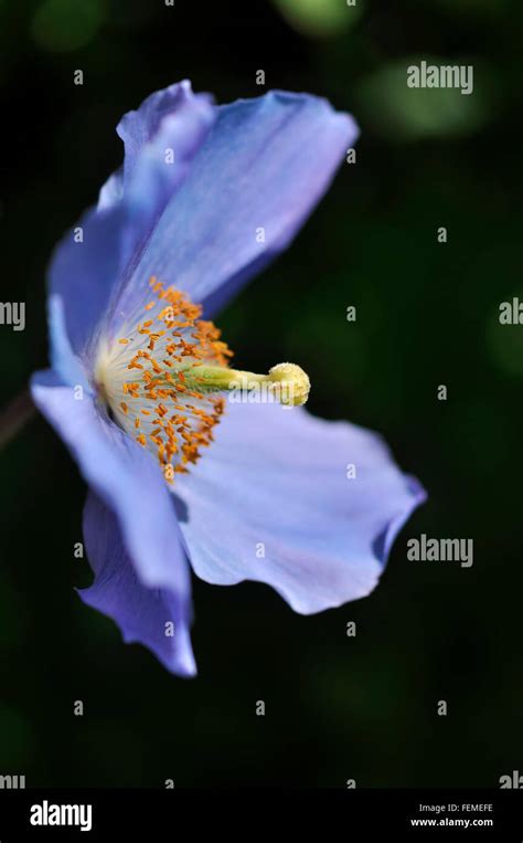 Meconopsis Himalayan Blue Poppy Flower With Dark Background Stock