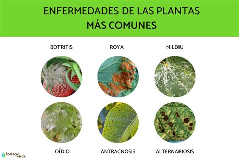 Plagas Y Enfermedades De Las Plantas Listas Y Cómo Eliminarlas Fotos