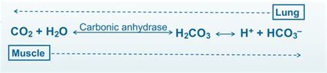 Exercise Physiology Ch Flashcards Quizlet