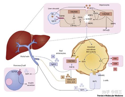 胆汁酸代谢和肠道微生态研究纵览 知乎