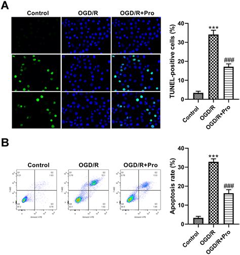 Pra Improved OGD R Induced Apoptosis In HT22 Cells A And B