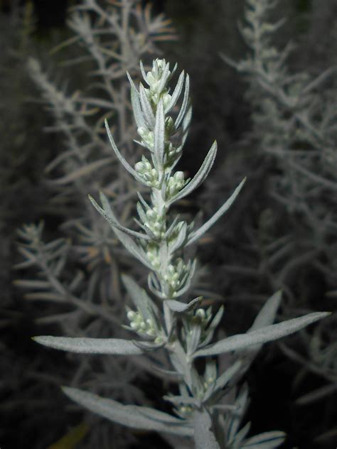 Artemisia Ludoviciana Seeds Praire Sage Fresh And Organic White