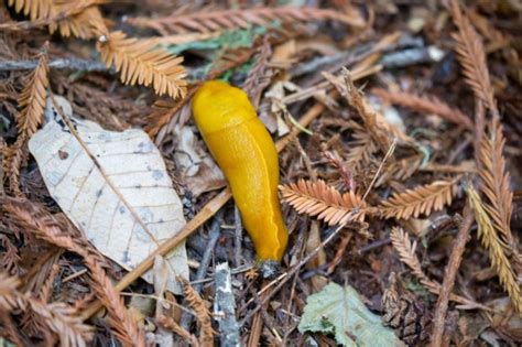 The Beloved Banana Slug Becomes Californias Official State Slug The