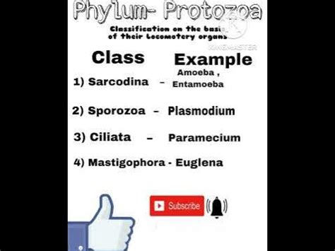 #Classification of Protozoa || # Protozoan Classification - YouTube