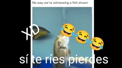 Si Te Ríes Pierdes Nivel Dios 😹😹😹 Youtube