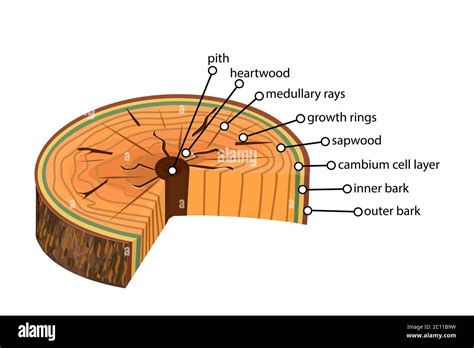 Anatomia Di Un Albero Struttura Della Sezione Dei Livelli Dell Albero