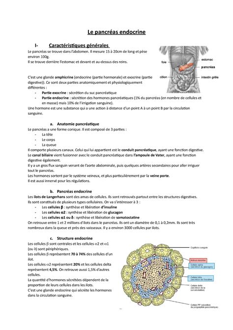 Le Pancr As Endocrine R Gulations Physiologiques Ucbl Studocu