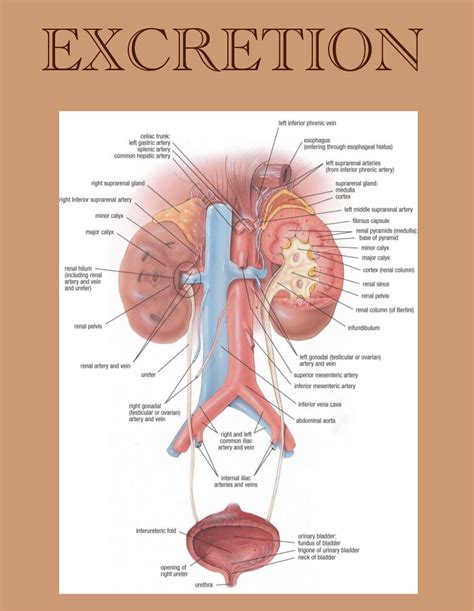 Colorful Notes Class Human Physiology Excretion Notes Pdf