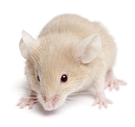 Young Mouse Sitting Stock Photo Image Of Studio Horizontal 16562174