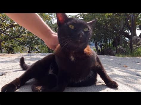 Black Cat Asking For Love With Her Cute Meow Youtube