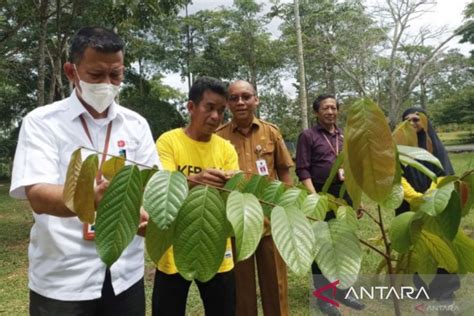 Brin Sebut Kebun Raya Kalsel Laik Menjadi Percontohan Di Indonesia