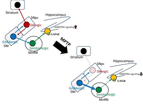 The Proposed Model For Cognitive Impairment In Pd Mice And The